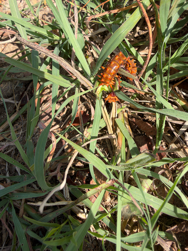Pipevine Swallowtail