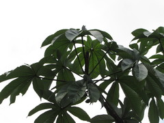 Pourouma cecropiifolia