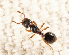 Myrmecina americana