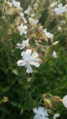 Silene latifolia