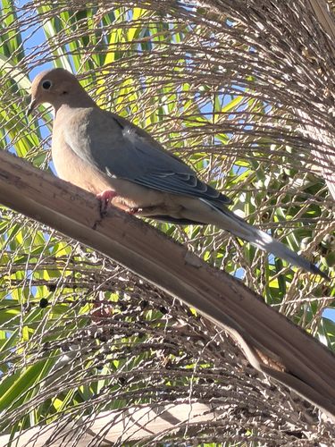 Mourning Dove