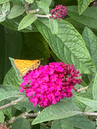 Fiery Skipper
