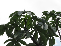 Pourouma cecropiifolia