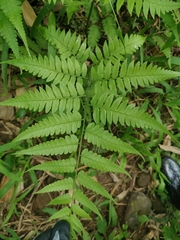 Diplazium taiwanense
