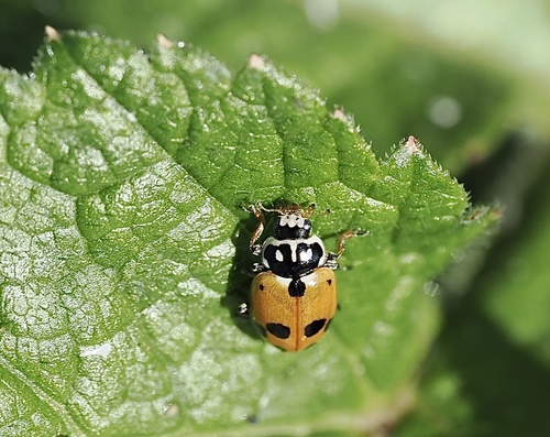 Variegated Lady Beetle