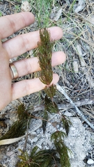 Ceratophyllum demersum