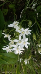 Ornithogalum umbellatum