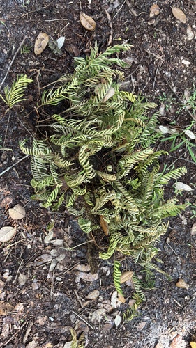 resurrection fern