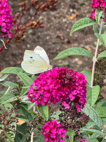 Small White