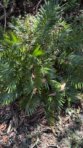 Coontie