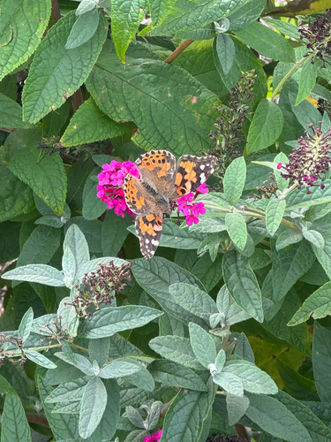 Painted Lady