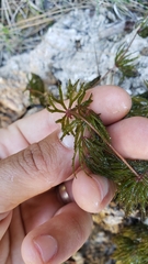 Ceratophyllum demersum