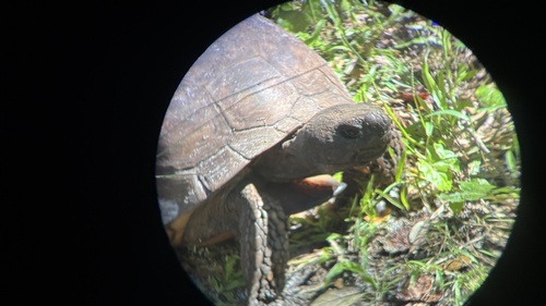 Gopher Tortoise