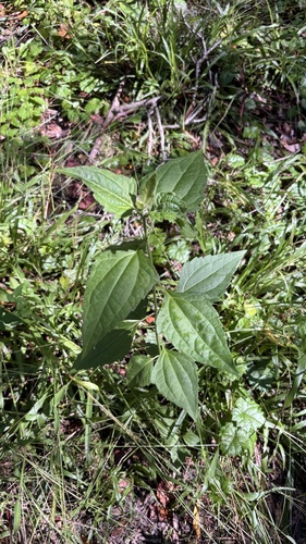 Siam weed