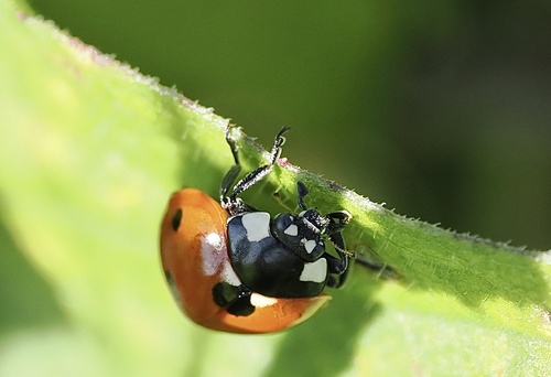 Seven-spotted Lady Beetle