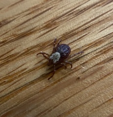 Dermacentor variabilis