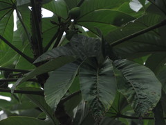 Pourouma cecropiifolia