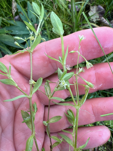 Stellaria alsine observed 2026-10-15