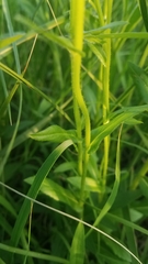 Erigeron philadelphicus