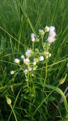 Erigeron philadelphicus