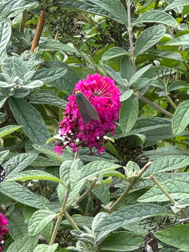 Yellow-collared Scape Moth