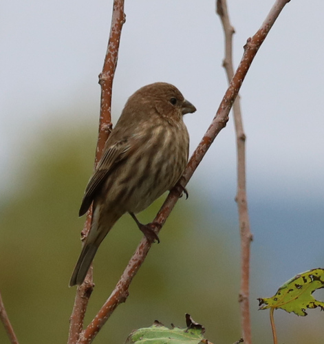 House Finch