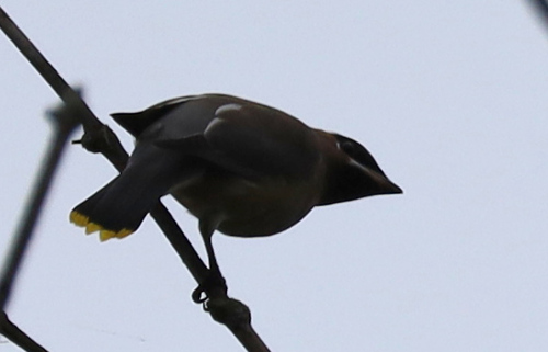 Cedar Waxwing