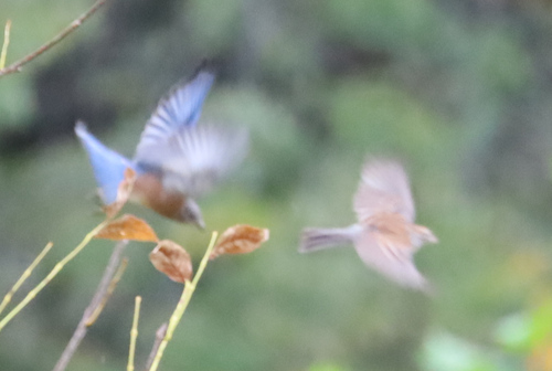 Eastern Bluebird