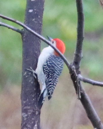 Red-bellied Woodpecker