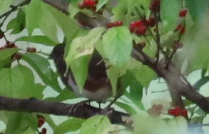 Eastern Towhee