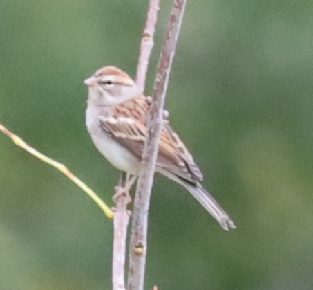 Chipping Sparrow