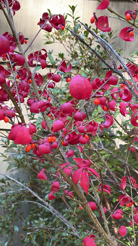 winged euonymus