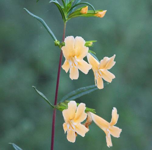 iNaturalist observation photo of San Diego Monkeyflower