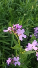 Hesperis matronalis
