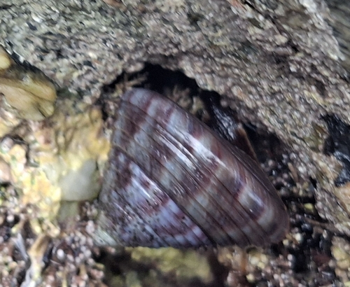 Calliostoma zizyphinum observed 2026-10-15