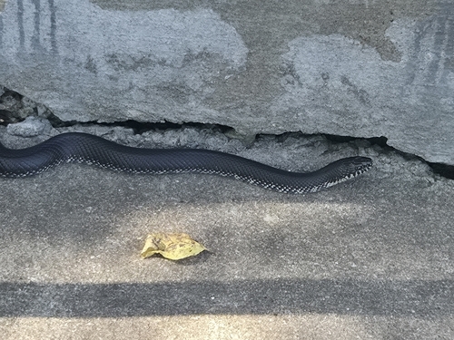 Black Kingsnake