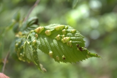 Taphrina ulmi