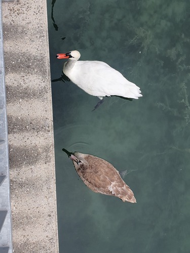 Mute Swan