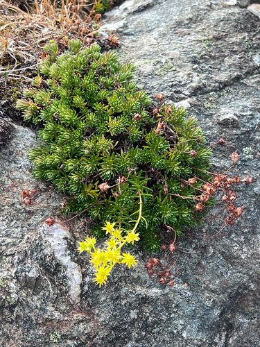 Yellow Saxifrage
