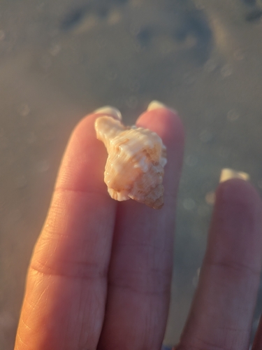 Phyllonotus pomum observed 2026-10-15