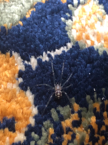 False Black Widow