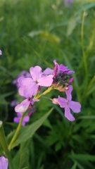 Hesperis matronalis