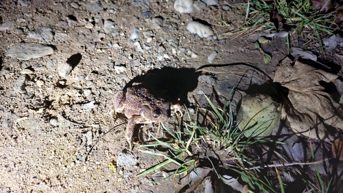 European Toad