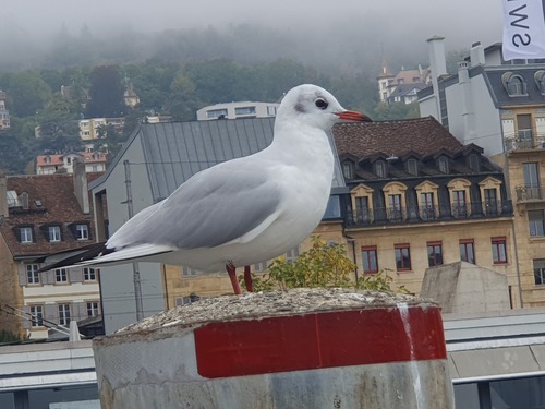 Black-headed Gull