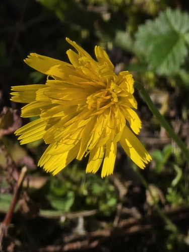 Autumn Hawkbit