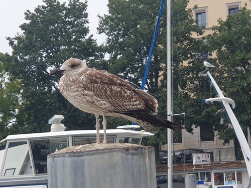 Yellow-legged Gull