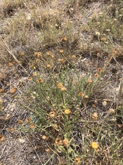 Aphanostephus riddellii