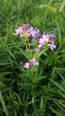 Hesperis matronalis