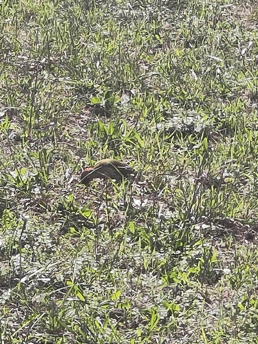 Eurasian Green Woodpecker