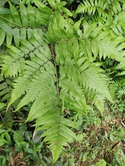 Diplazium taiwanense